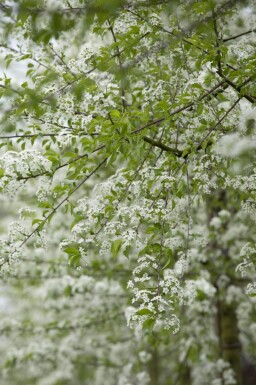 Prunus mahaleb cépée 250-300