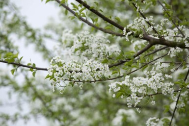 Prunus mahaleb cépée 250-300