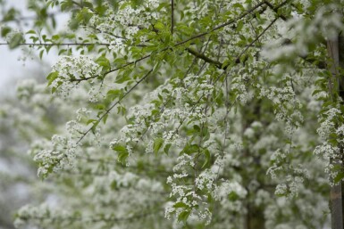 Prunus mahaleb cépée 250-300