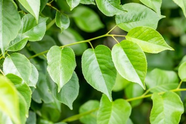 Prunus mahaleb cépée 250-300