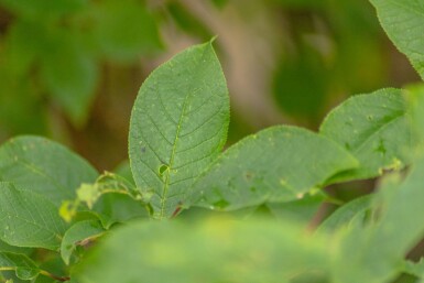 Prunus padus haute-tige 10/12