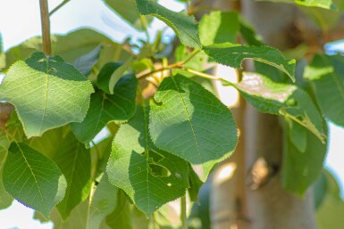 Prunus padus haute-tige 10/12