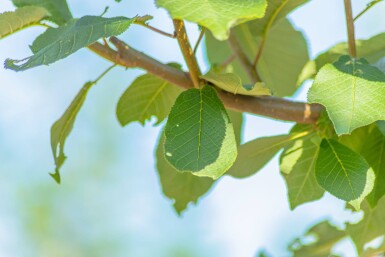 Prunus padus haute-tige 10/12