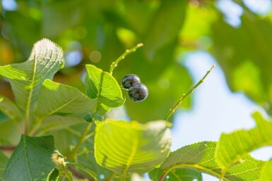 Prunus padus haute-tige 10/12
