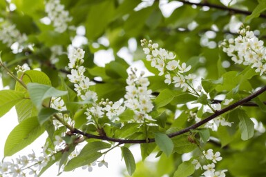 Prunus padus haute-tige 10/12