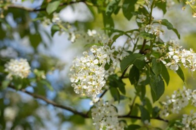 Prunus padus haute-tige 10/12