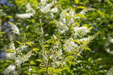 Prunus padus haute-tige 10/12