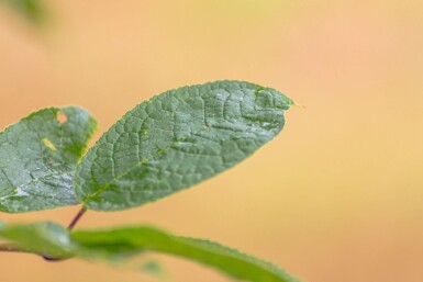 Prunus padus cépée 200-250