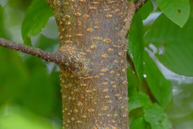 Prunus padus cépée 200-250
