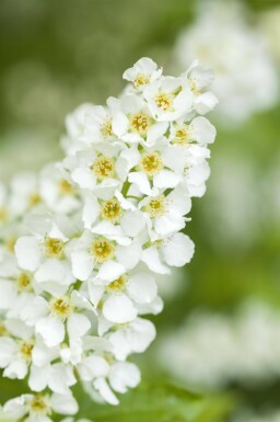 Prunus padus cépée 200-250