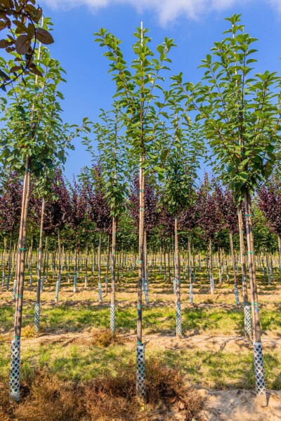 Prunus padus 'Watereri' haute-tige 18/20