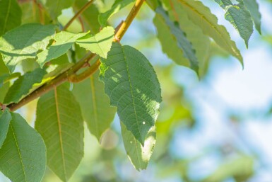 Prunus padus 'Watereri' haute-tige 18/20