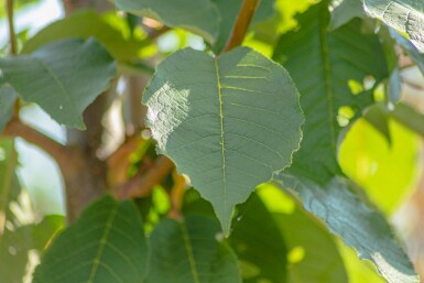 Prunus padus 'Watereri' haute-tige 18/20