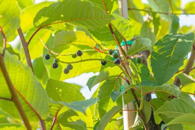 Prunus padus 'Watereri' haute-tige 18/20