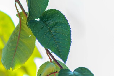 Prunus sargentii haute-tige 10/12