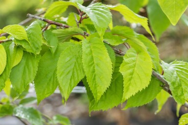 Prunus sargentii haute-tige 10/12