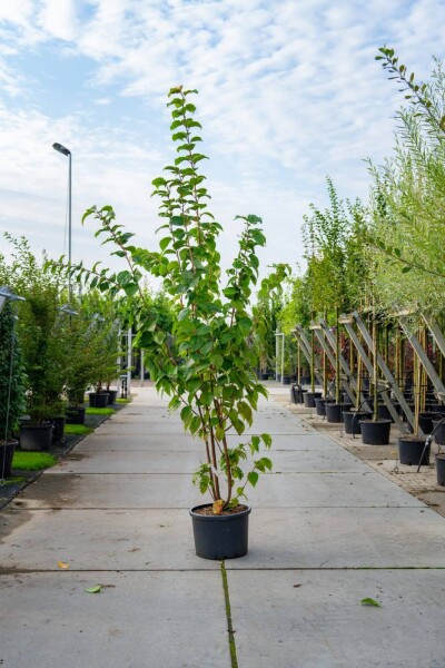 Prunus sargentii cépée 200-250