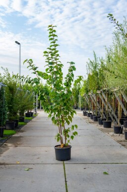 Prunus sargentii cépée 200-250