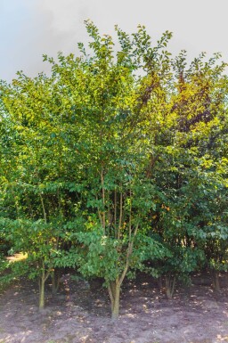 Prunus sargentii cépée 200-250