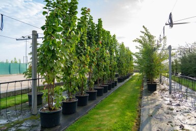 Prunus sargentii cépée 200-250