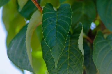 Prunus sargentii cépée 200-250