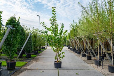 Prunus sargentii cépée 200-250