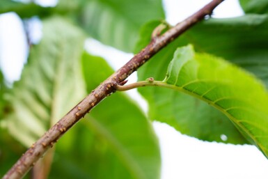 Prunus sargentii cépée 200-250