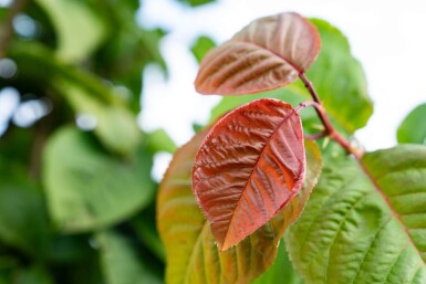 Prunus sargentii cépée 200-250