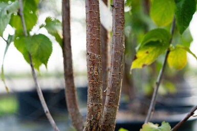 Prunus sargentii cépée 200-250