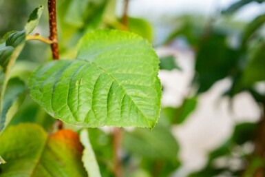 Prunus sargentii cépée 200-250