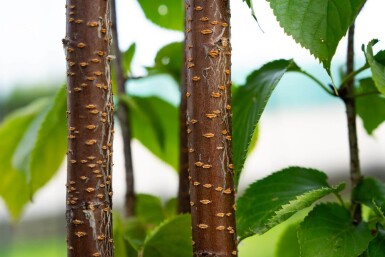 Prunus sargentii cépée 200-250