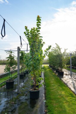 Prunus sargentii cépée 200-250