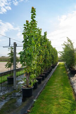 Prunus sargentii cépée 200-250