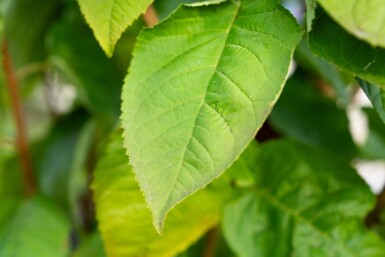 Prunus sargentii cépée 200-250