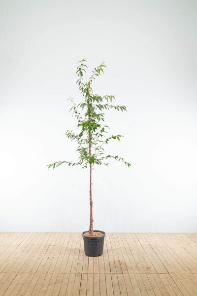 Prunus serrula haute-tige 6/8