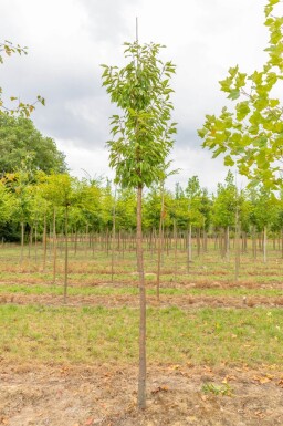 Prunus serrula haute-tige 6/8