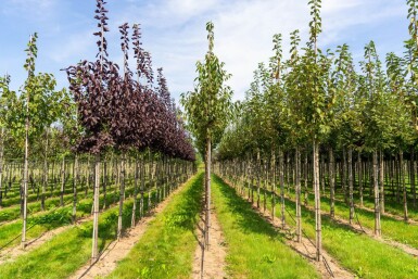 Prunus serrula haute-tige 6/8