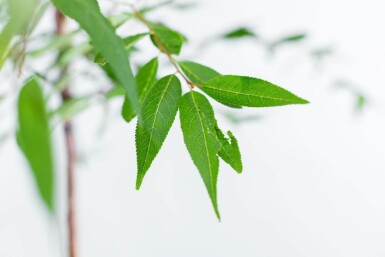 Prunus serrula haute-tige 6/8