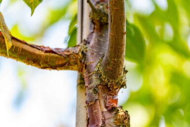 Prunus serrula haute-tige 6/8
