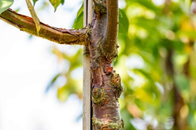 Prunus serrula haute-tige 6/8