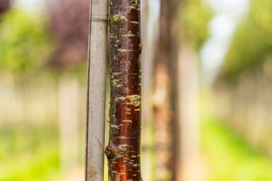 Prunus serrula haute-tige 6/8