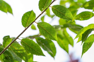 Prunus serrula haute-tige 6/8