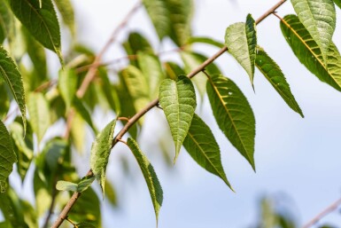 Prunus serrula haute-tige 6/8