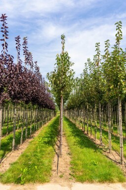 Prunus serrula haute-tige 6/8