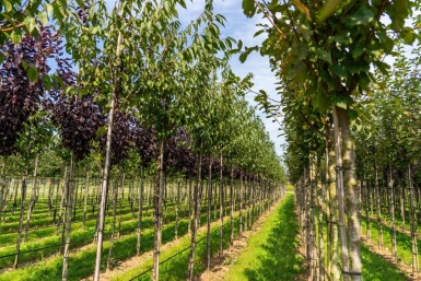 Prunus serrula haute-tige 6/8
