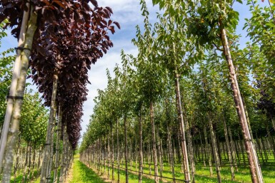 Prunus serrula haute-tige 6/8