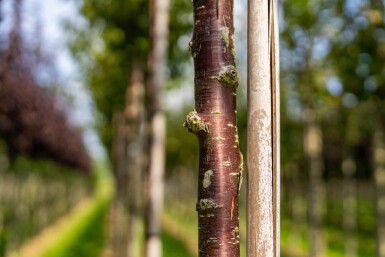Prunus serrula haute-tige 6/8