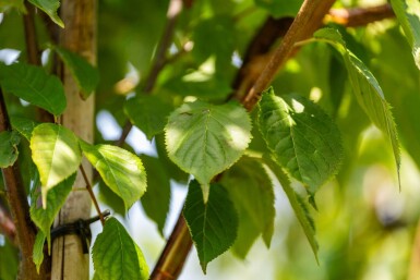 Prunus serrula haute-tige 6/8