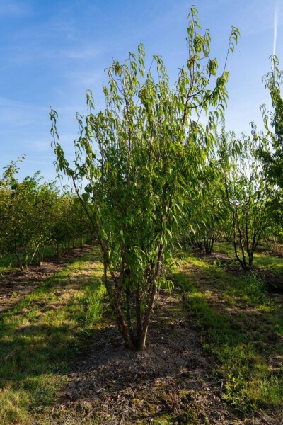 Prunus serrula cépée 200-250