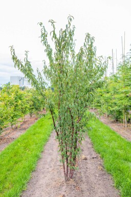 Prunus serrula cépée 200-250